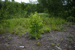 Crataegus chlorosarca