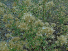 Centaurea zuccariniana