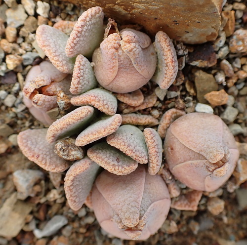Aloinopsis spathulata