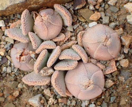 Aloinopsis spathulata