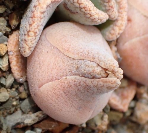 Aloinopsis spathulata