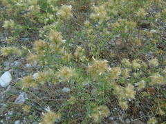 Centaurea zuccariniana