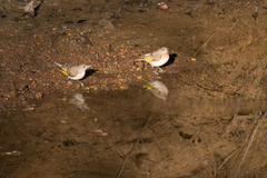 Conopophila rufogularis