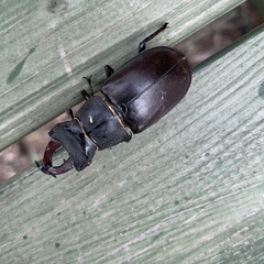 Lucanus cervus