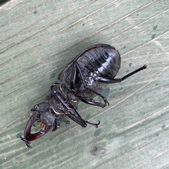 Lucanus cervus