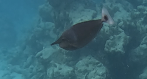 Spotted unicornfish