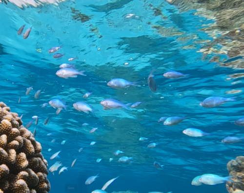 Blue-green damselfish