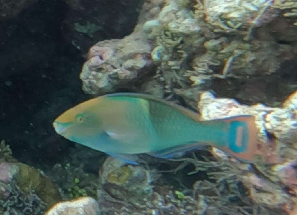 Schlegel's Parrotfish