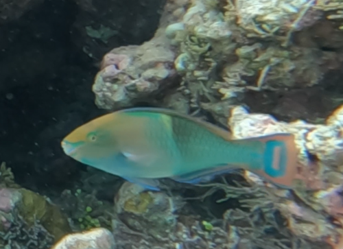 オビブダイ