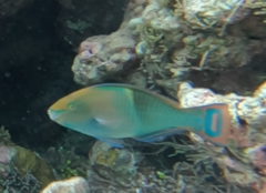 オビブダイ