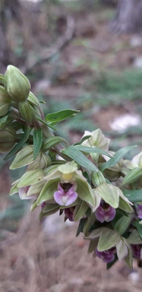 Epipactis