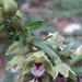 Epipactis - Photo (c) sefikadede, some rights reserved (CC BY-NC)
