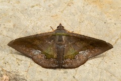 Fascellina meligerys