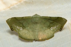 Fascellina punctata