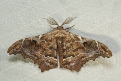 Hyposidra violescens