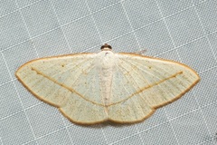 Lomographa luciferata