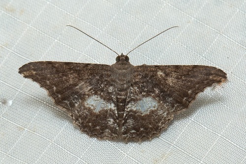 Euippe fictaria