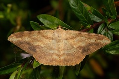 Luxiaria amasa