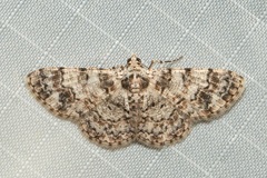 Myrioblephara