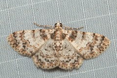 Myrioblephara
