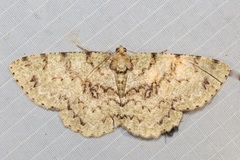 Ophthalmitis