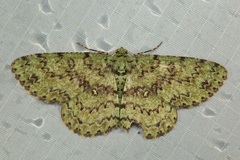 Ophthalmitis viridior