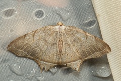 Oxymacaria temeraria