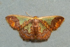 Peratophyga xanthyala