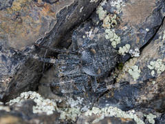 Araneus miquanensis