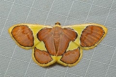 Plutodes cyclaria