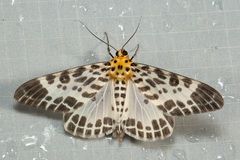 Pogonopygia nigralbata