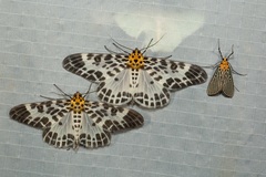 Pogonopygia nigralbata