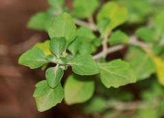 Prostanthera rotundifolia