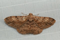 Nigriblephara radula