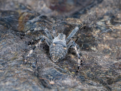Araneus miquanensis