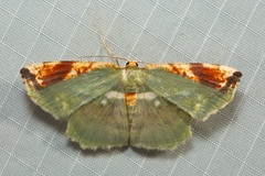 Yashmakia veneris