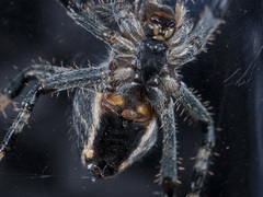 Araneus miquanensis