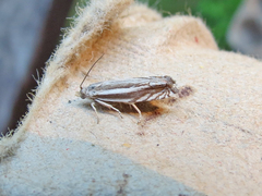 Eucosma striatana