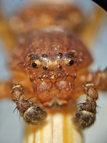 Sad Ground Crab Spider photo 5