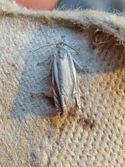 Eucosma striatana