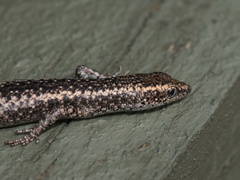 Cryptoblepharus pannosus