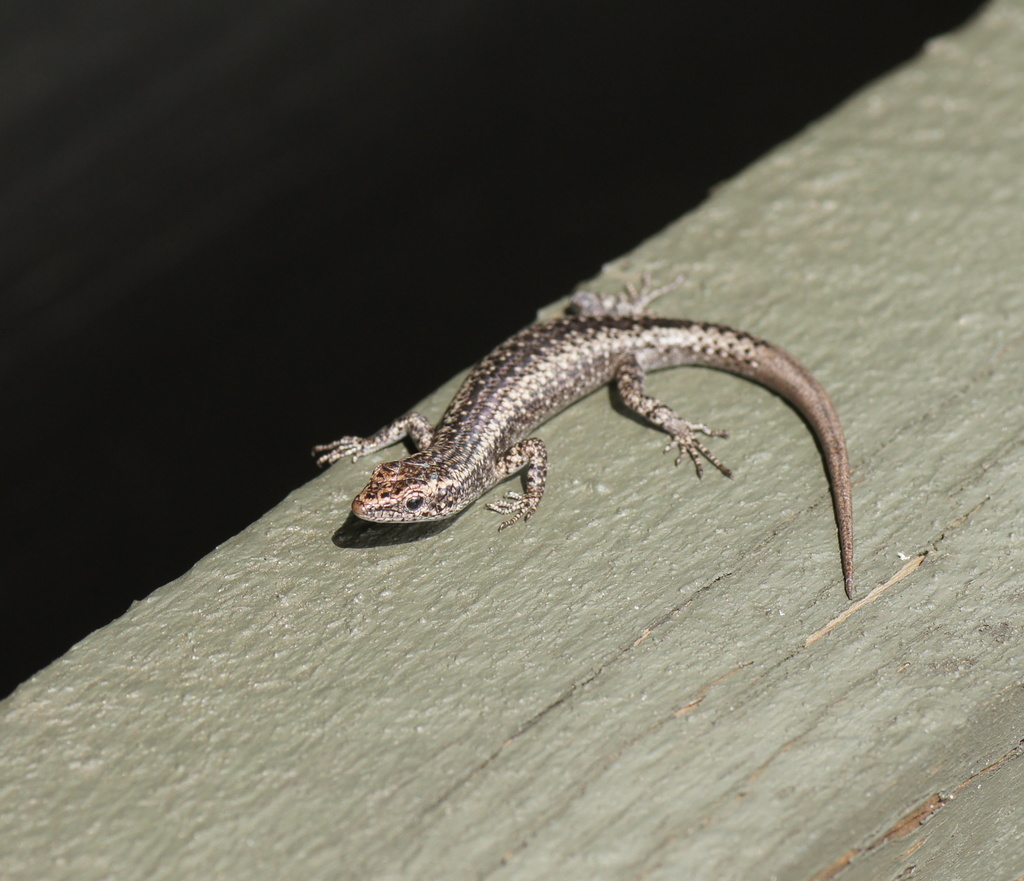 Ragged Snake-Eyed Skink