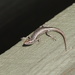 Ragged Snake-eyed Skink - Photo (c) Reiner Richter, some rights reserved (CC BY-NC-SA), uploaded by Reiner Richter
