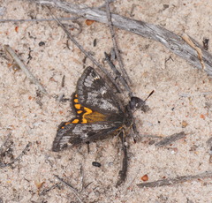 Synemon parthenoides