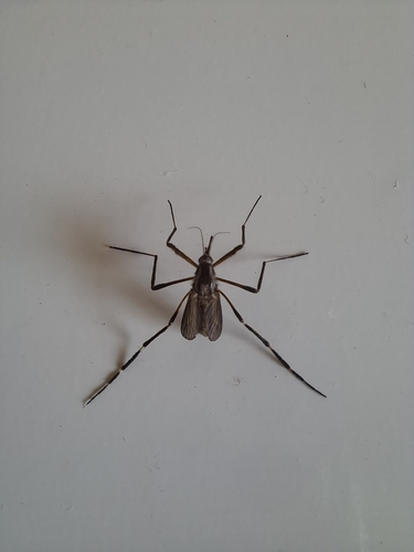 Psorophora holmbergii