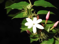 Jasminum elongatum