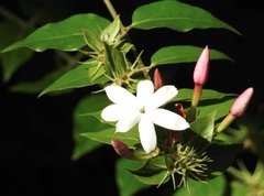 Jasminum elongatum