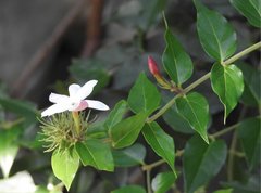 Jasminum elongatum