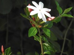 Jasminum elongatum