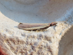 Peoria approximella